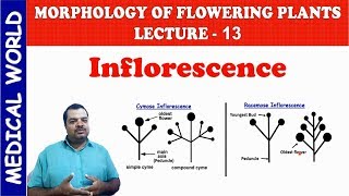 INFLORESCENCE | MORPHOLOGY OF FLOWERING PLANTS | LECTURE 13