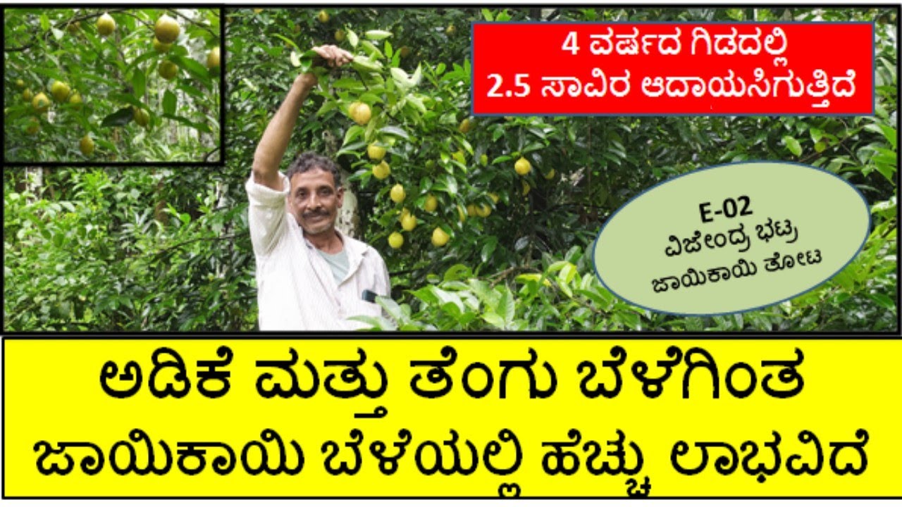 ಅಡಿಕೆ ಮತ್ತು ತೆಂಗು ತೋಟದಲ್ಲಿ ಜಾಯಿಕಾಯಿ ಬೆಳೆಯನ್ನು ಖರ್ಚಿಲ್ಲದೆ ಬೆಳೆದು ನಿರೀಕ್ಷೆಗೂ ಮೀರಿ ಆದಾಯಗಳಿಸಬಹುದು(E-02)