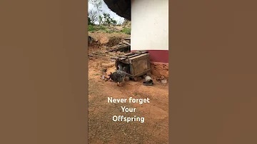 Your Offspring 