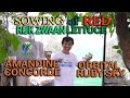 Sowing of Rijk Zwaan Red Lettuce