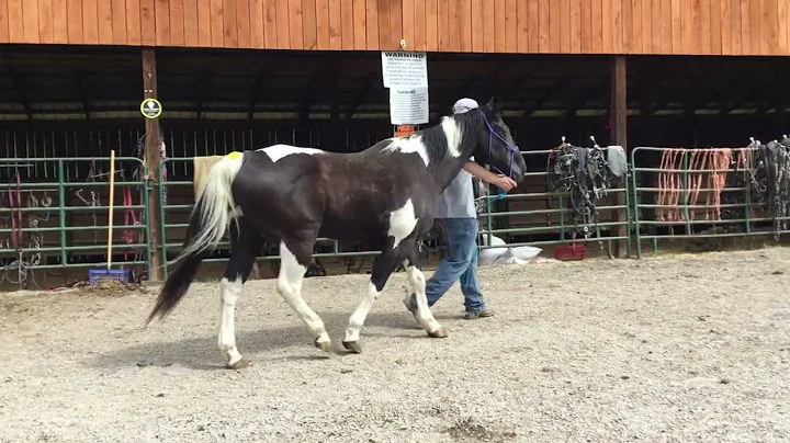 Sold2503- 15yr old 15H paint gelding $850 Deadline 5/16/25