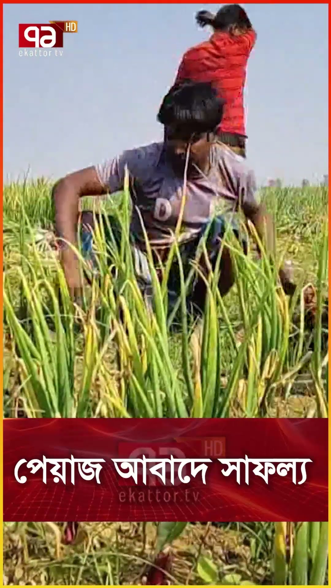 পেয়াজ আবাদে সাফল্য