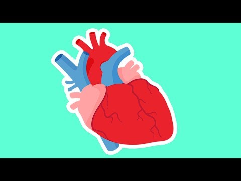 How the Heart Works (Socratica Kids)