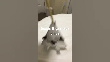 Chipu Time 