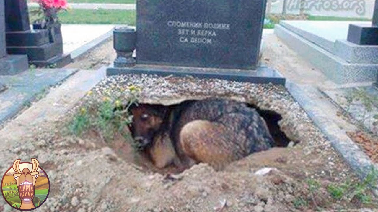 Animaux Les Plus Fidèles Qui Ont Vraiment Existé !