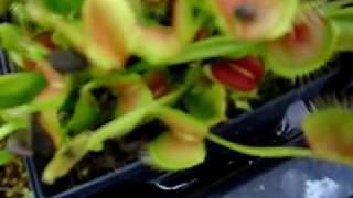 Venus fly trap bites into finger gruesome!