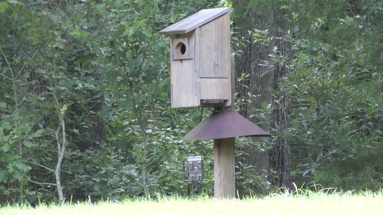 Wood Duck Jump Day 07012020 YouTube