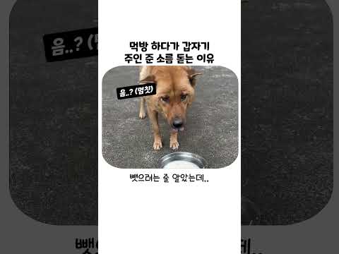 밥 먹는 강아지 건드리면 안 되는 진짜 이유 thumbnail