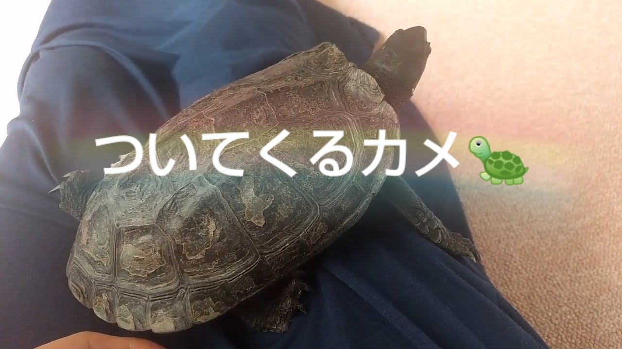 カメはこんなに懐く 飼い主についてくる亀 のんびり編 My Turtle Follows Me Around Youtube