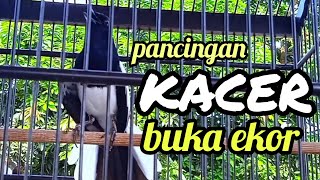 pancingan kacer susah buka ekor