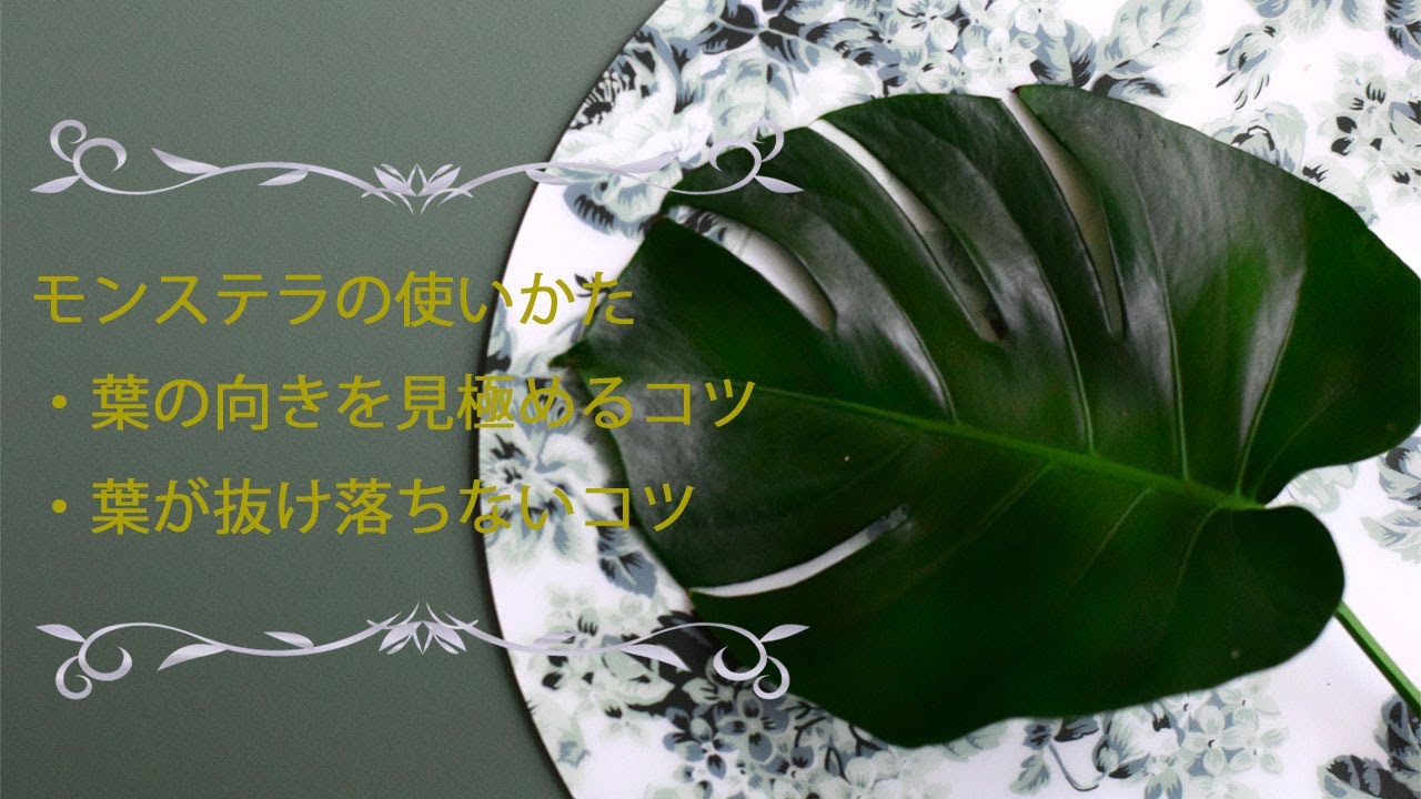 大きなフラワーアレンジメントに便利なモンステラの葉。使い方のコツと、オアシスに刺すコツ