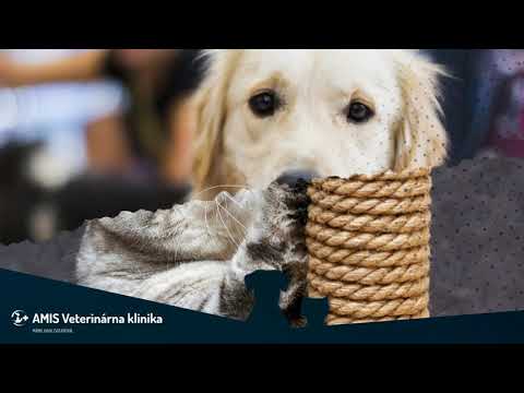 Video: Zubné Lekárstvo Pre Domáce Zvieratá: Prečo Psy (a Mačky) Príliš Potrebujú Starostlivosť O Zuby