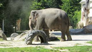 EEG Asiatischer Elefant, Zoo München, D, 19. Aug 2025, Mangala, Temi, Rani und Savani.