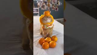 Cats With Powerful Aura #cats #animals