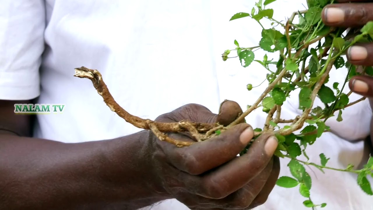 வாதம் 80க்கும் பயன்படுத்தக்கூடிய  குறுந்தொட்டி மூலிகை மருத்துவம்