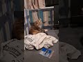 Getting tag team by cat careers