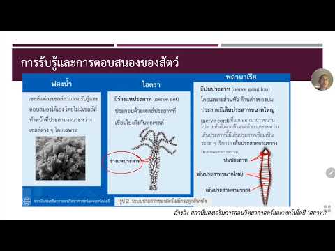 การรับรู้และการตอบสนองของสัตว์