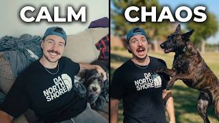 Living With a Belgian Malinois (What It’s Really Like)