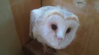 Baby Barn Owl Chick
