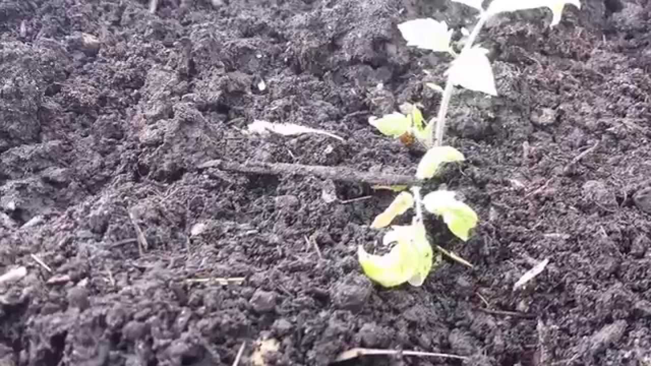 Plant Your Tomatoes Sideways Youtube,Lacto Vegetarian Logo