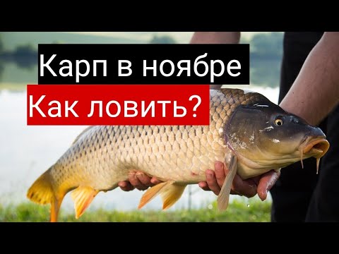 Как и на какие приманки ловить крупных сазанов?