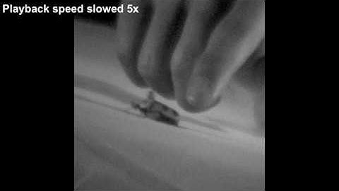 Millisecond Insect Tracking System