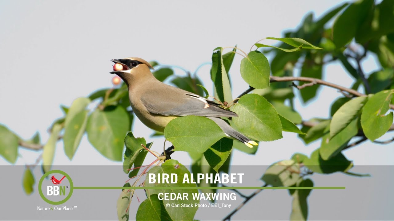 BBN S7:E14 - Bird Nests in Odd Places, Smart Gulls, Merlin Sound ID APP, Cedar Waxwings