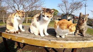 4匹の猫達がベンチに整列してお出迎えしてくれた
