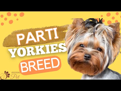 فيديو: الفرق بين Biewer & Parti Yorkshire Terrier
