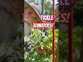 TICKLE Your TOMATOES! Help  them with their POLLINATION, GET MORE TOMATOES, EARLIER!