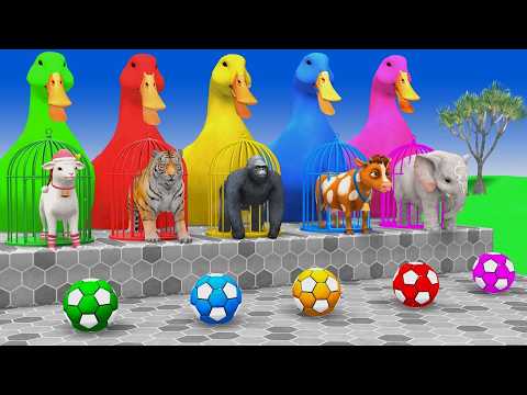 Long Slide Game with Tigers Lion Cow Hippopotamus Gorilla 3d Animal Game Funny 3d Animals