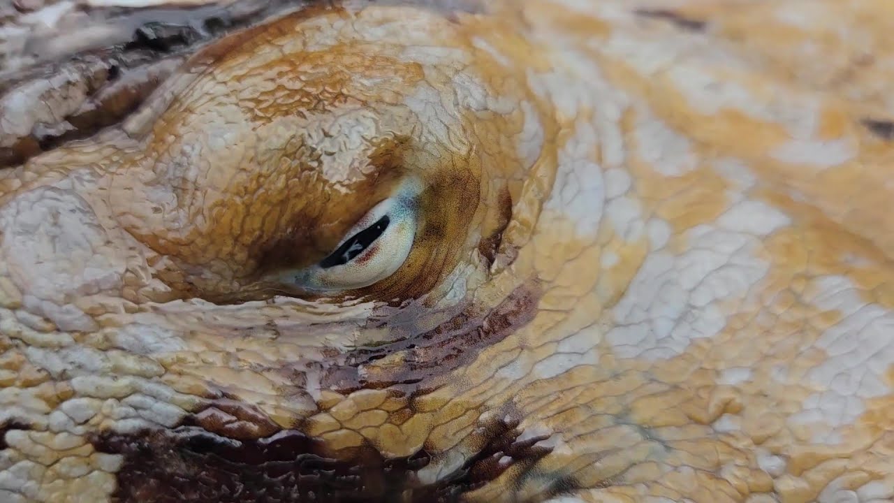 Tako (octopus) Dive mission