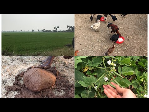 video A day in our village vlog village vlog, Worldwide Recipes A day in our village vlog village vlog