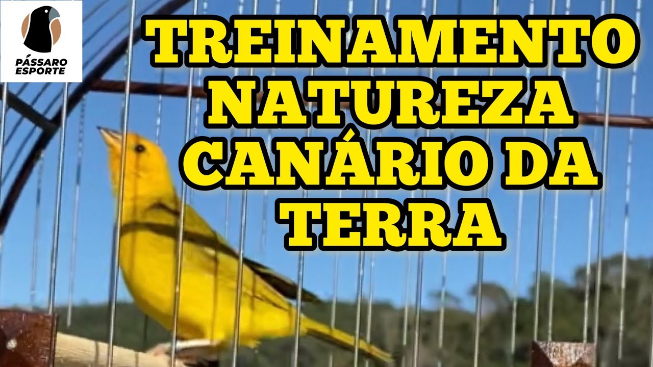 APRONTE seu CANÁRIO DA TERRA com este vídeo de TREINAMENTO na NATUREZA ...