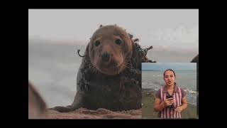 " Marine Pollution " ( Awareness Video )