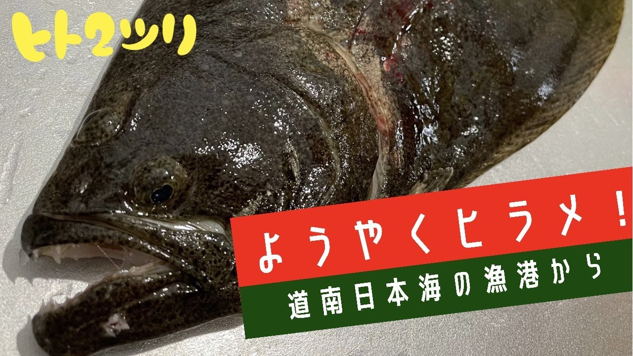 7月22日 今度こそヒラメを釣るべく日本海磯へ出撃 サバからのスタートですが ちゃんと釣れました 実釣編 ヒトニツリ 北海道道南釣行記録