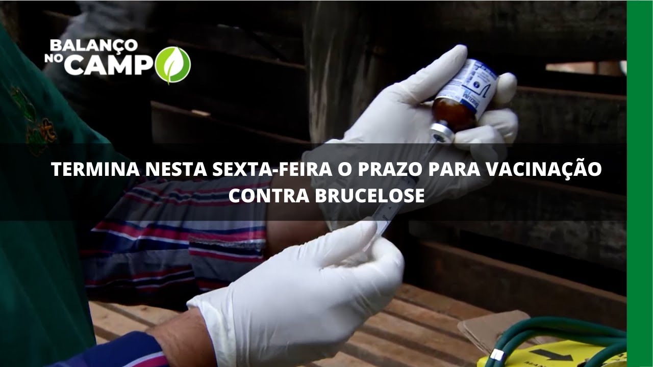 Pecuária: importância da vacinação contra brucelose