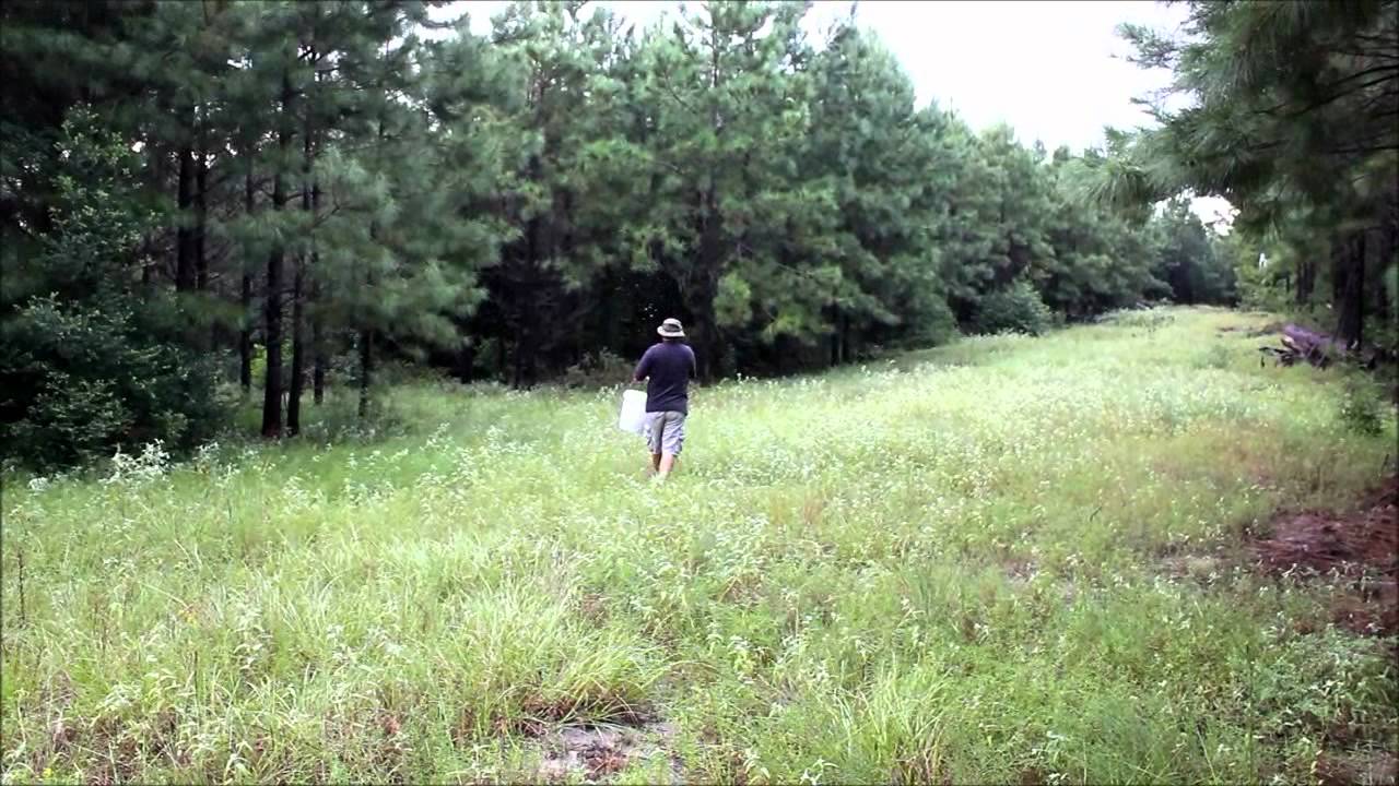 Spreading beans and oats for deer season YouTube