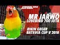 Batavia Cup V Bikin Geger Lovebird Juta Jarwo Konslet Jadi Tontonan Peserta Mp3 - Mp4 Download