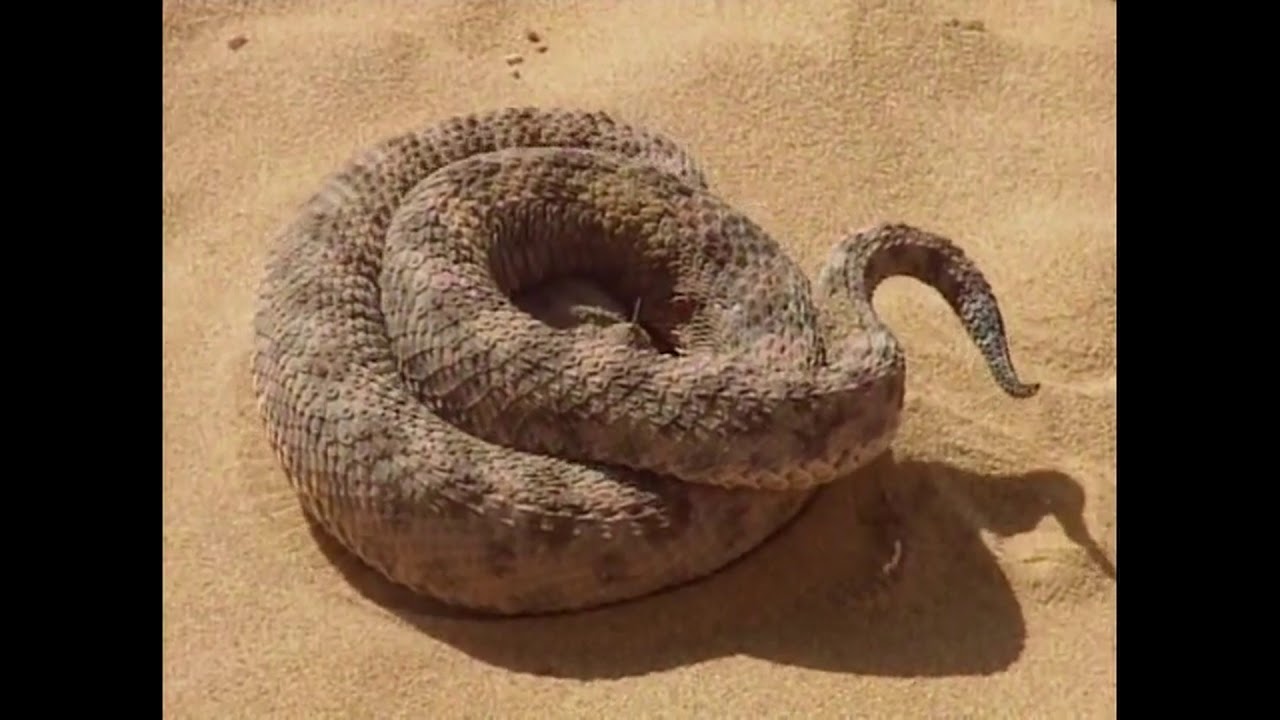 Sand Cat VS Snake of the desert YouTube