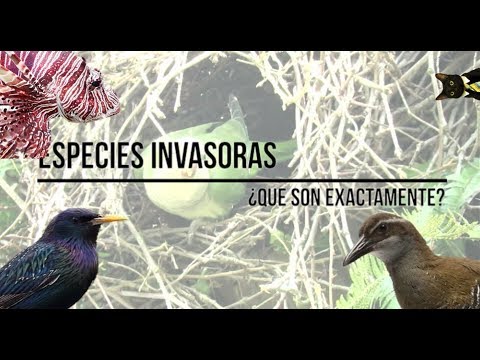 Video: ¿Qué hace que una especie invasora tenga éxito?