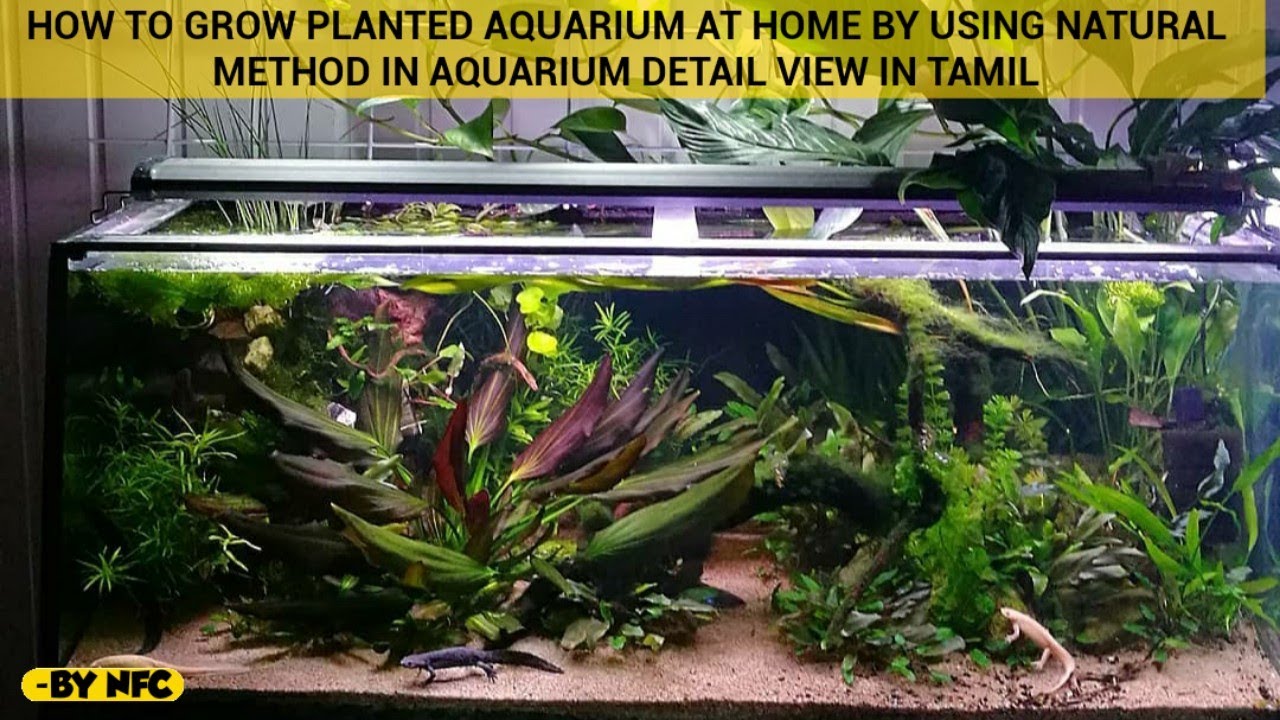 HOW TO GROW PLANTED AQUARIUM AT HOME BY USING NATURAL RIVER SAND IN