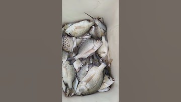 Câu Cá Tráp (Hanh) ở Đùng Tôm  #fishing#cauca#Dammecauca