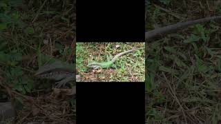Green Ameiva lizard in Amazon rainforest #animals #amazonian #amazonrainforest