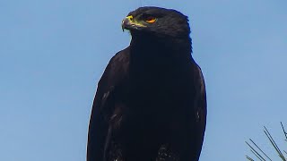 Gavião-pega-macaco - Black hawk eagle (Spizaetus tyrannus)