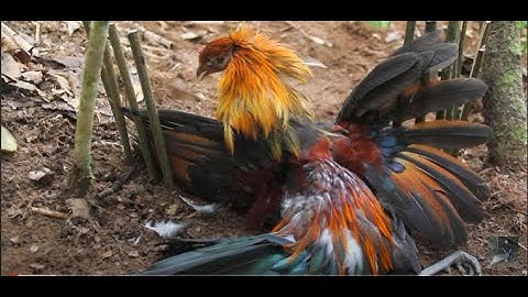 create new technology primitive trap for wild chicken in forest
