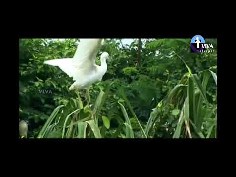 camera iphone 8 plus apk Viva Telecast Live Stream