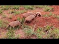 TATU PEBA fêmea no cio, Disputa, TATUPEBA (EUPHRACTUS SEXCINTUS), SIX-BANDED ARMADILLO, PAPA-DEFUNTO