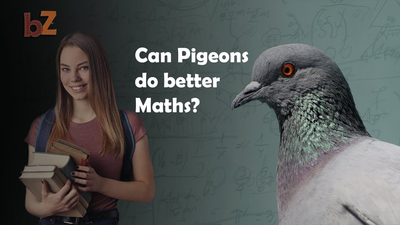 Pigon Doing Math Are Pigeons Better Mathematicians Than Humans? [Pigeons Can Do Maths ...