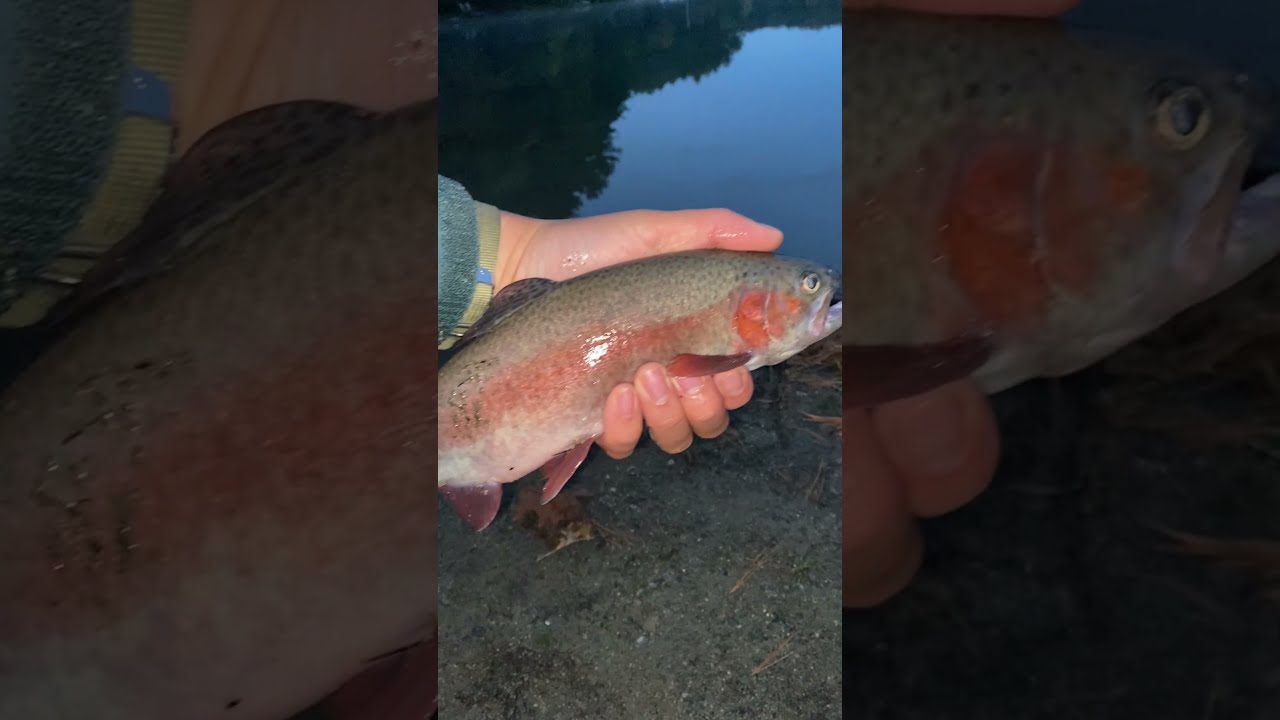 Sunrise Trout Fishing in Massachusetts (Stocked Rainbow Trout) PART 2